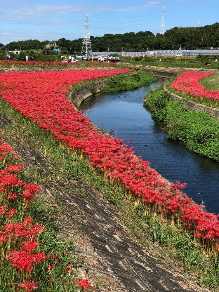 nicanさんが投稿したごんの足跡に関する口コミの画像