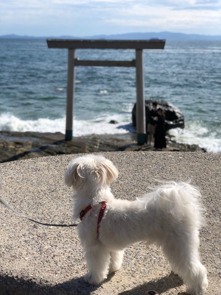 nicanさんが投稿したつぶて浦に関する口コミの画像