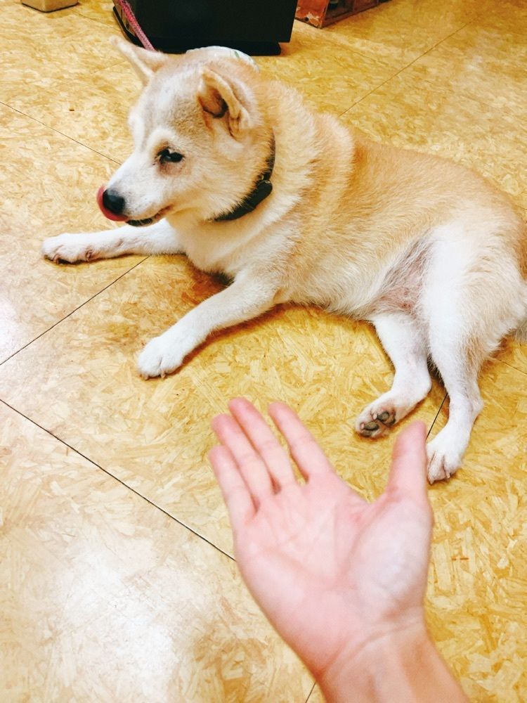 猫なぎ。さんが投稿したじゅうごに関する口コミの画像