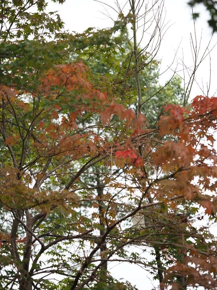 Shoさんが投稿した大前恵比寿神社に関する口コミの画像