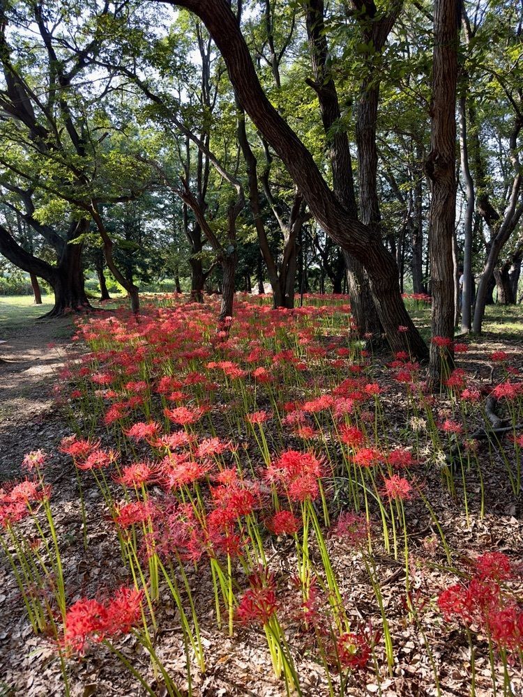 からっ風②さんが投稿したもみの木に関する口コミの画像