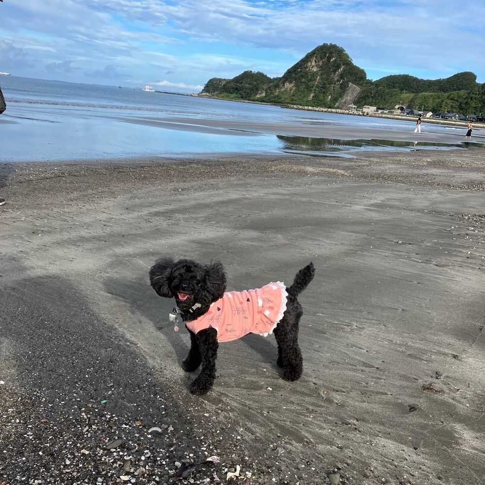 momochiさんが投稿したDANQOO（ダンクー）に関する口コミの画像