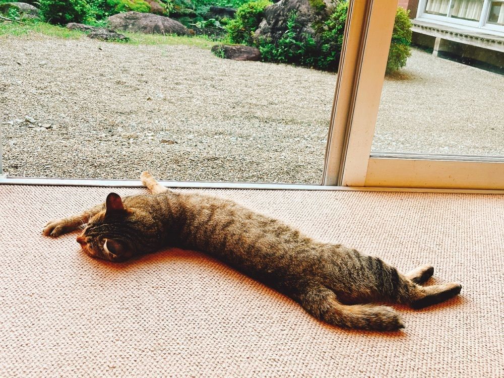 猫なぎ。さんが投稿した青松館（セイショウカン）に関する口コミの画像