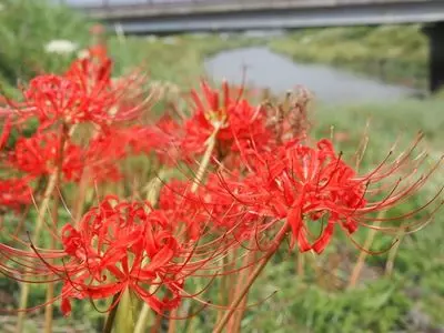 坂口谷川沿いの河津桜