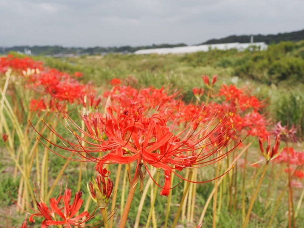 Howl Monさんが投稿した坂口谷川沿いの河津桜に関する口コミの画像