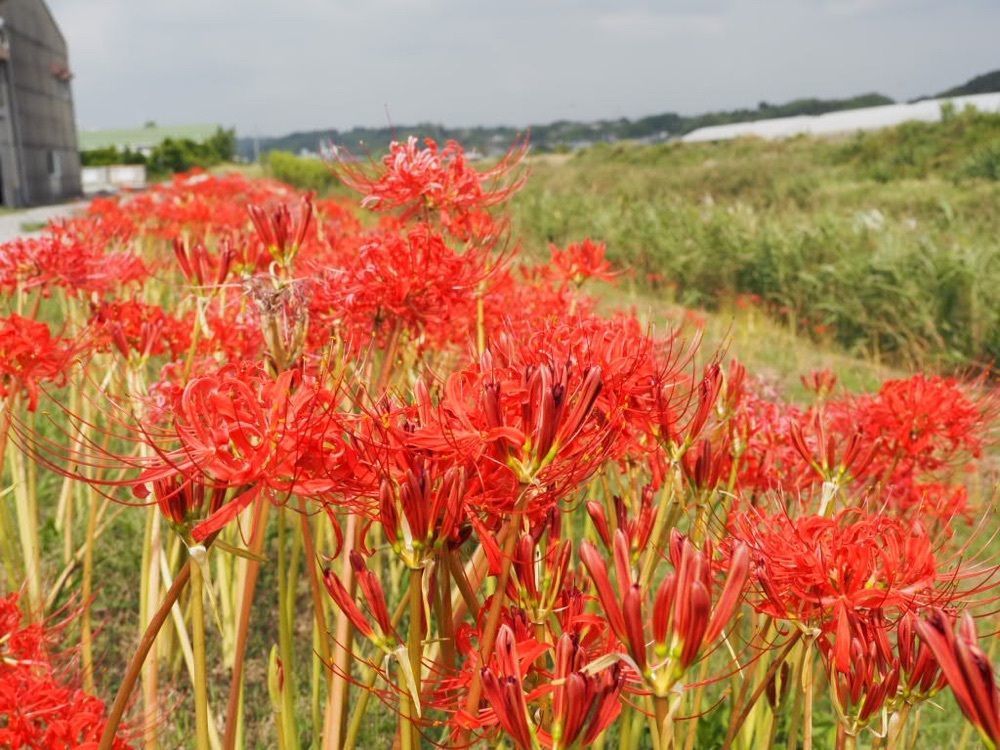 Howl Monさんが投稿した坂口谷川沿いの河津桜に関する口コミの画像