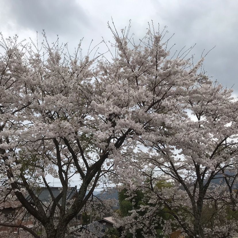 はあるさんが投稿した三多気のサクラに関する口コミの画像
