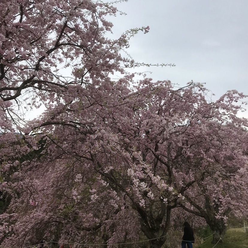 はあるさんが投稿した三多気のサクラに関する口コミの画像