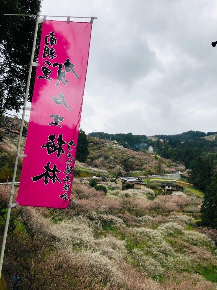 kayoさんが投稿した賀名生梅林に関する口コミの画像