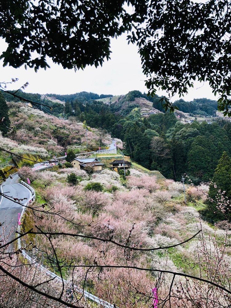 kayoさんが投稿した賀名生梅林に関する口コミの画像