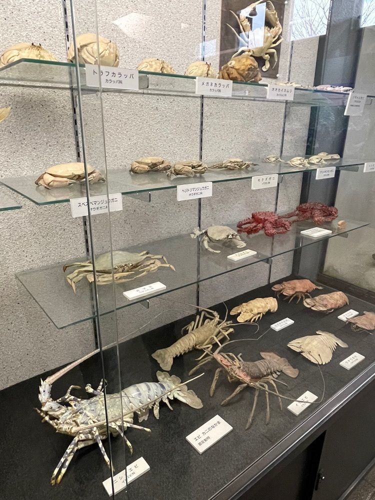 みーなさんが投稿した渋川マリン水族館（玉野海洋博物館）に関する口コミの画像