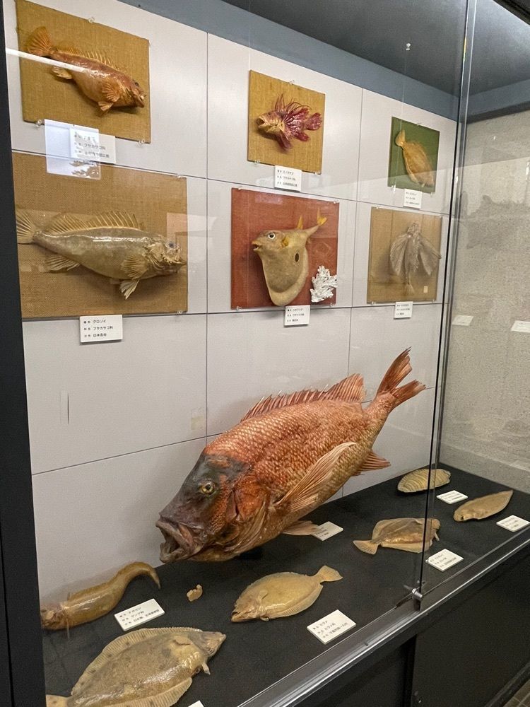 みーなさんが投稿した渋川マリン水族館（玉野海洋博物館）に関する口コミの画像