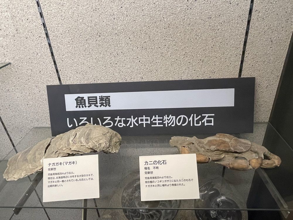 みーなさんが投稿した渋川マリン水族館（玉野海洋博物館）に関する口コミの画像
