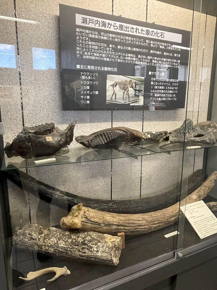 みーなさんが投稿した渋川マリン水族館（玉野海洋博物館）に関する口コミの画像
