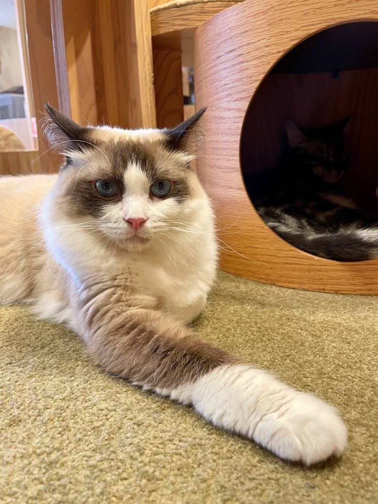志保さんが投稿した猫カフェMOCHA 池袋西口店に関する口コミの画像