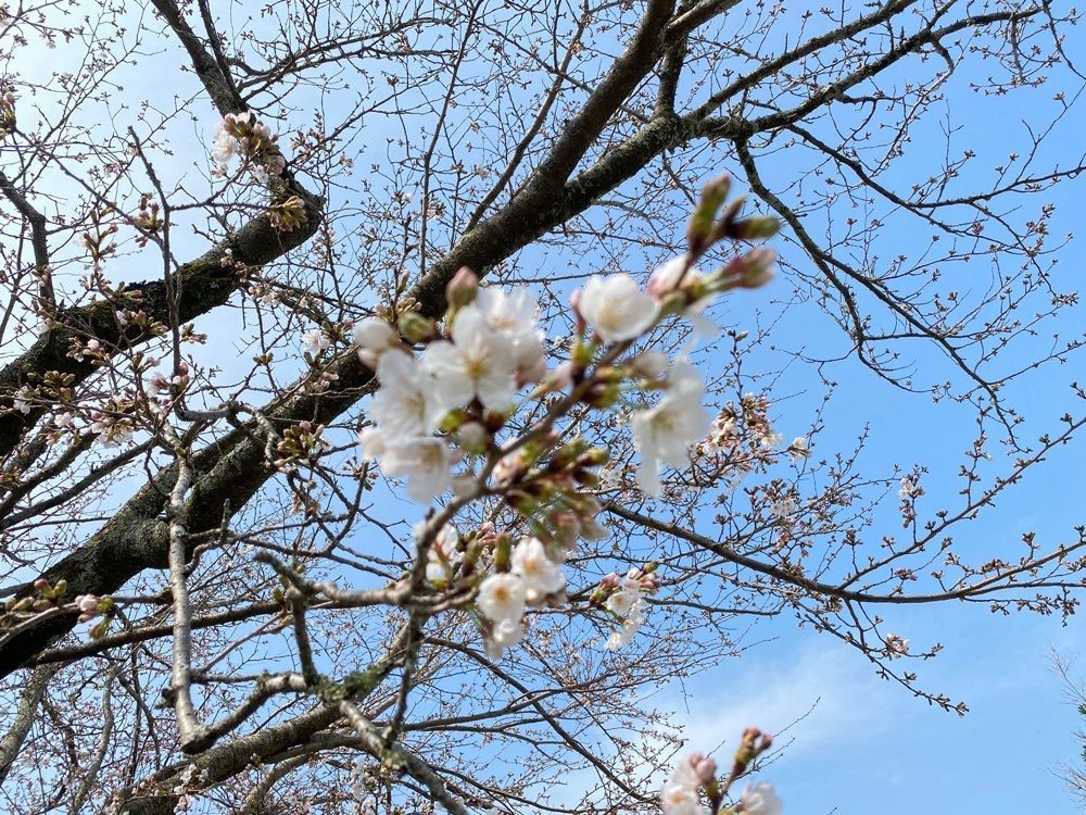 surumeさんが投稿した観光会館 土蔵に関する口コミの画像