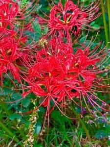 仙台市野草園