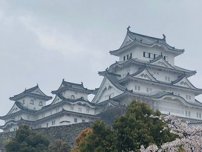 姫路城の桜