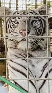 しろとり動物園