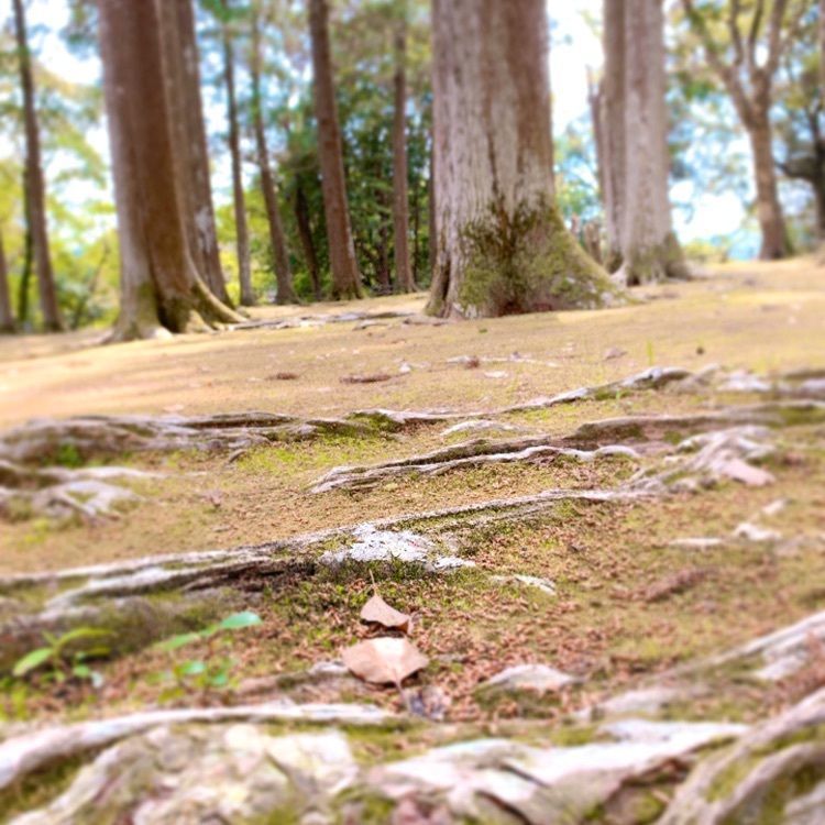 兎きちさんが投稿した飫肥城跡に関する口コミの画像