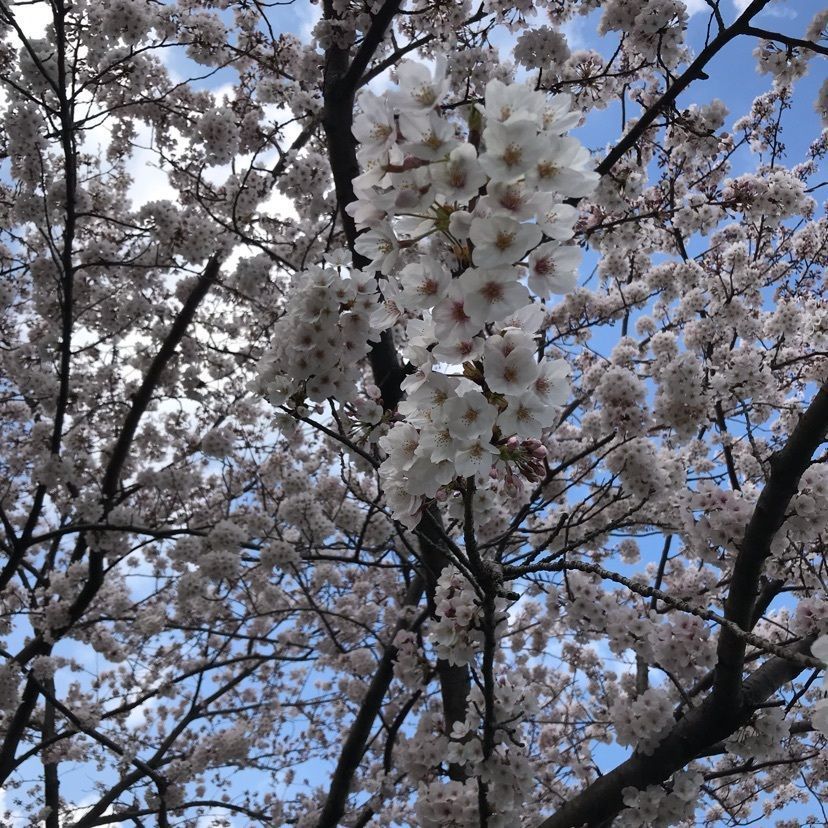 ココアママさんが投稿した成田山不動寺に関する口コミの画像