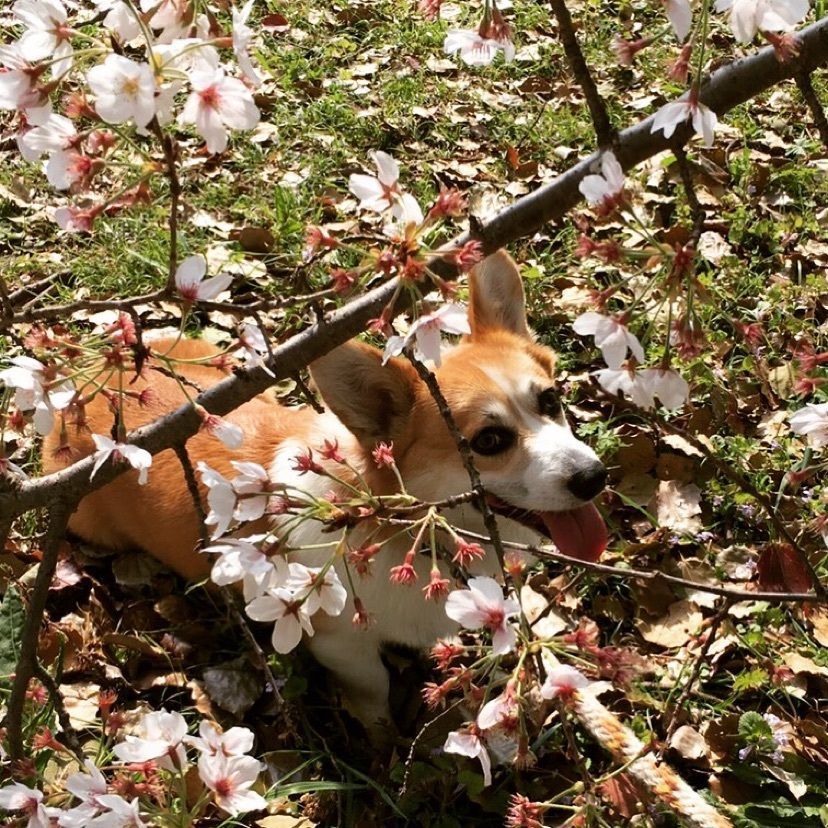silva→happyさんが投稿したドッグヒル（DOG HILL）に関する口コミの画像