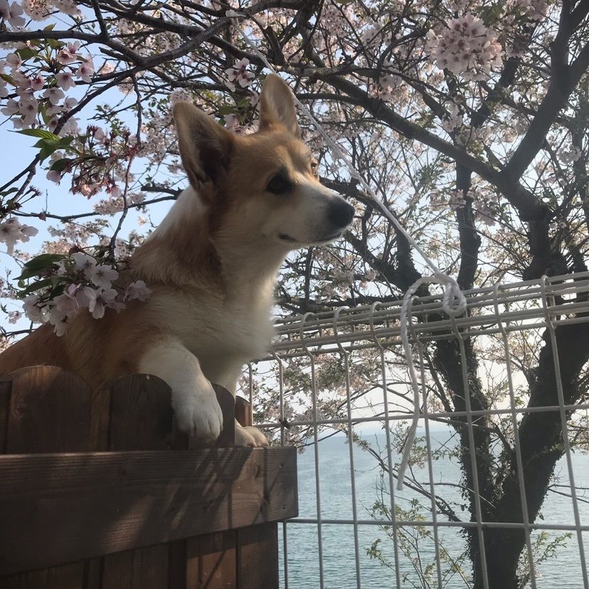 silva→happyさんが投稿したドッグヒル（DOG HILL）に関する口コミの画像