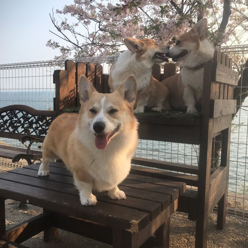 silva→happyさんが投稿したドッグヒル（DOG HILL）に関する口コミの画像