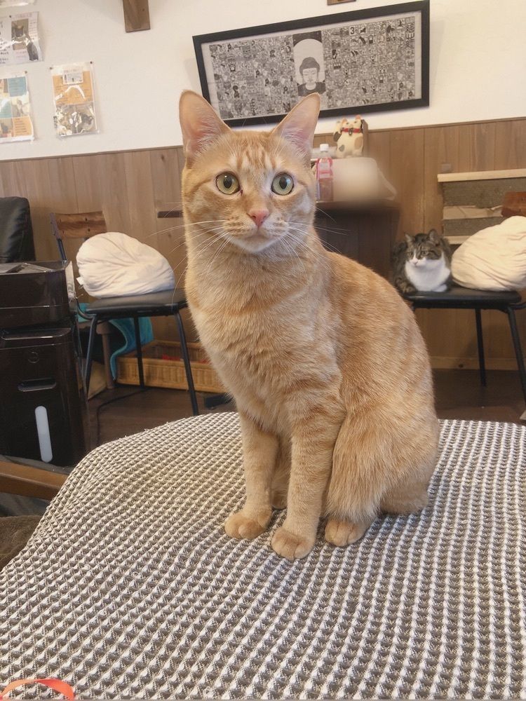 mimiさんが投稿した果子乃季 岩国店に関する口コミの画像