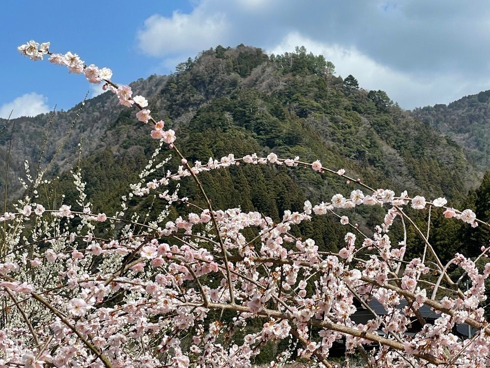 Mitsuさんが投稿した画像の画像