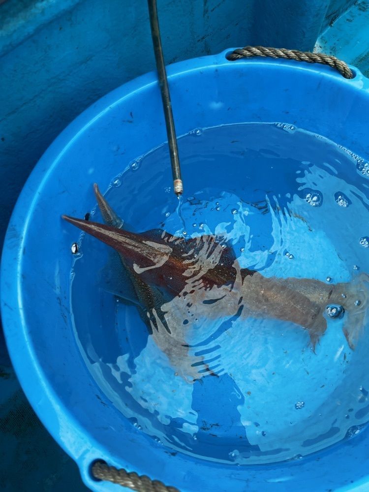 DJモツさんが投稿した鹿島港魚釣園に関する口コミの画像