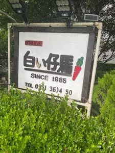 白い仔馬