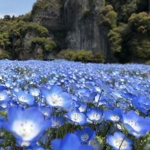 耶馬渓の新緑・紅葉 4枚目