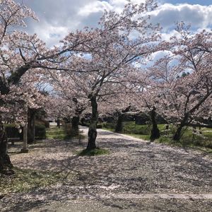 篠山城跡の桜