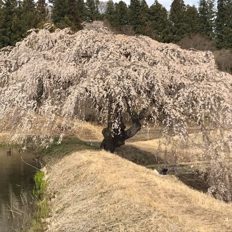 yukieさんが投稿した花園しだれ桜に関する口コミの画像