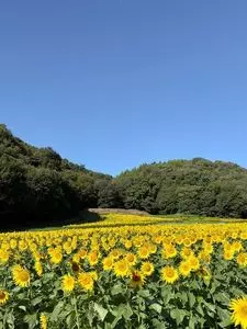 ひまわりの花畑