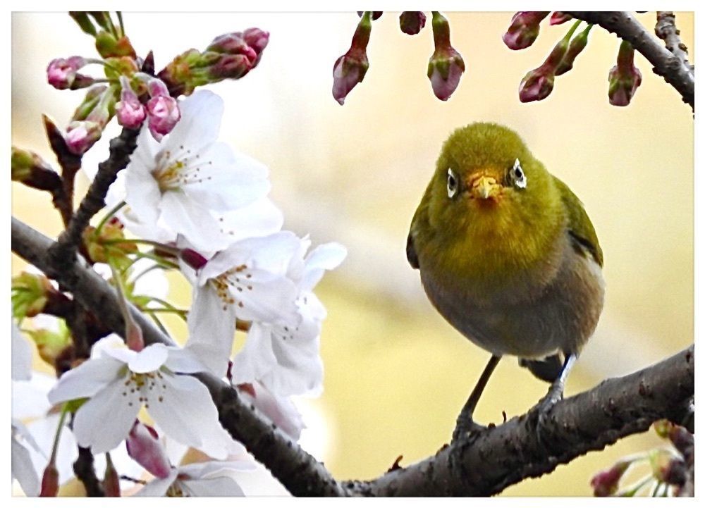 junkunさんが投稿した善福寺公園の桜に関する口コミの画像