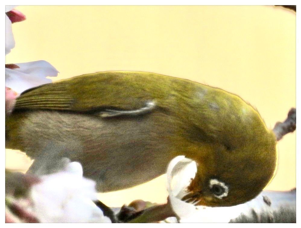 junkunさんが投稿した善福寺公園の桜に関する口コミの画像