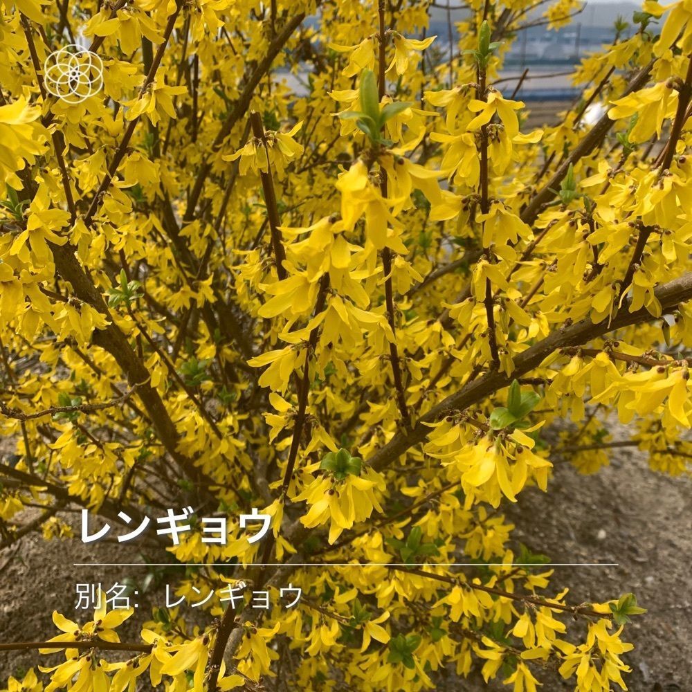 blossom&C7さんが投稿したまちの駅クロスピアくみやまに関する口コミの画像