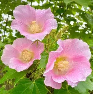 みかもハーブ園