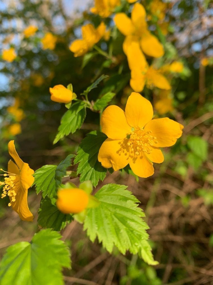 blossom&C7の画像