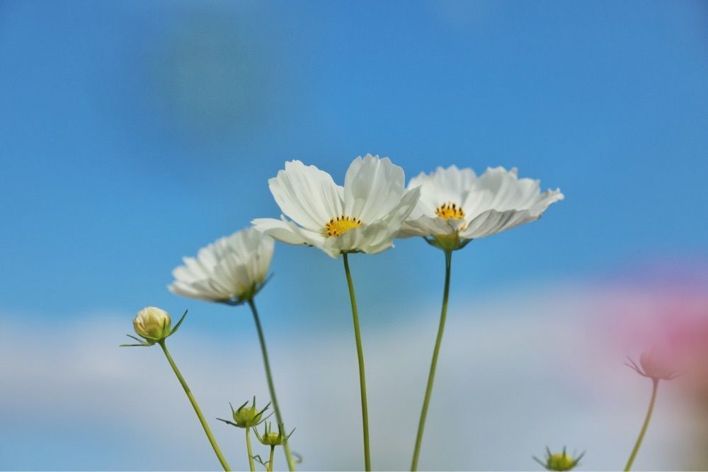 まさまさ　さまさんが投稿した月待の滝に関する口コミの画像