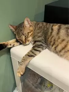 カピねこカフェ 吉祥寺