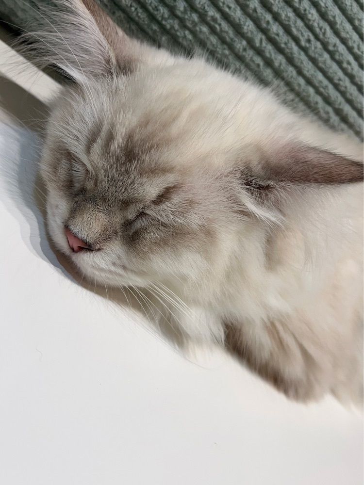 taku39さんが投稿したカピねこカフェ 吉祥寺に関する口コミの画像