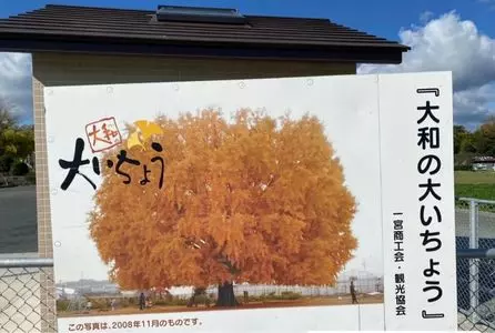 大和の大いちょう