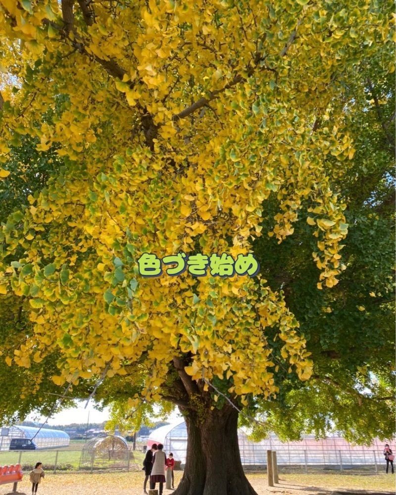 DREAMさんが投稿した大和の大いちょうに関する口コミの画像