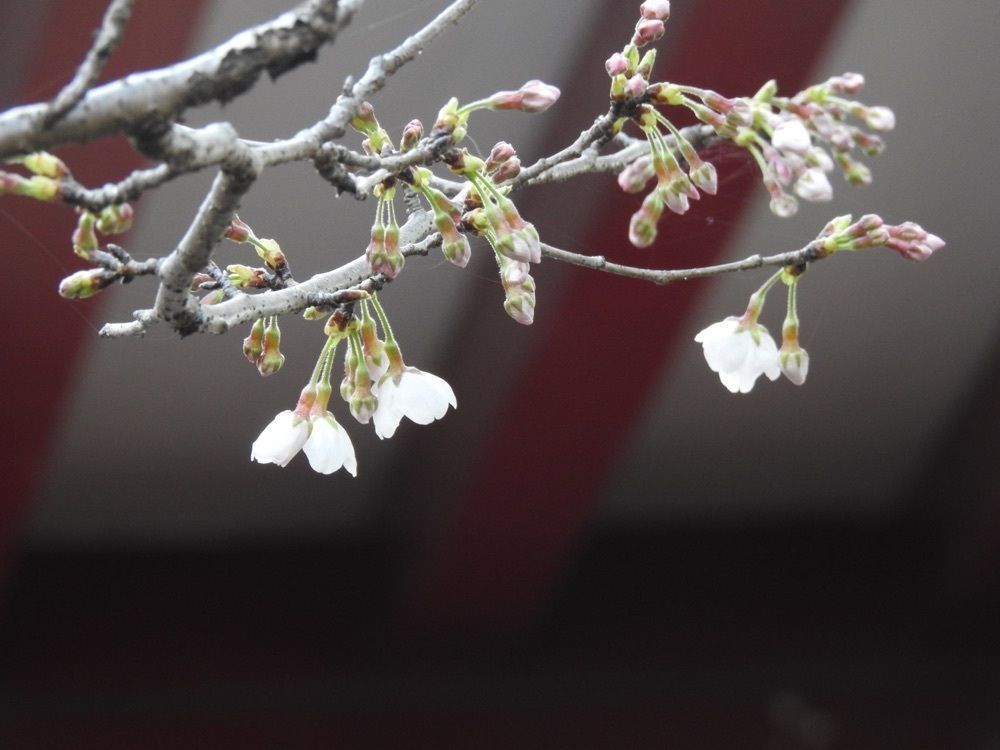 junkunさんが投稿した豊島屋（石神井公園　御休憩所）に関する口コミの画像