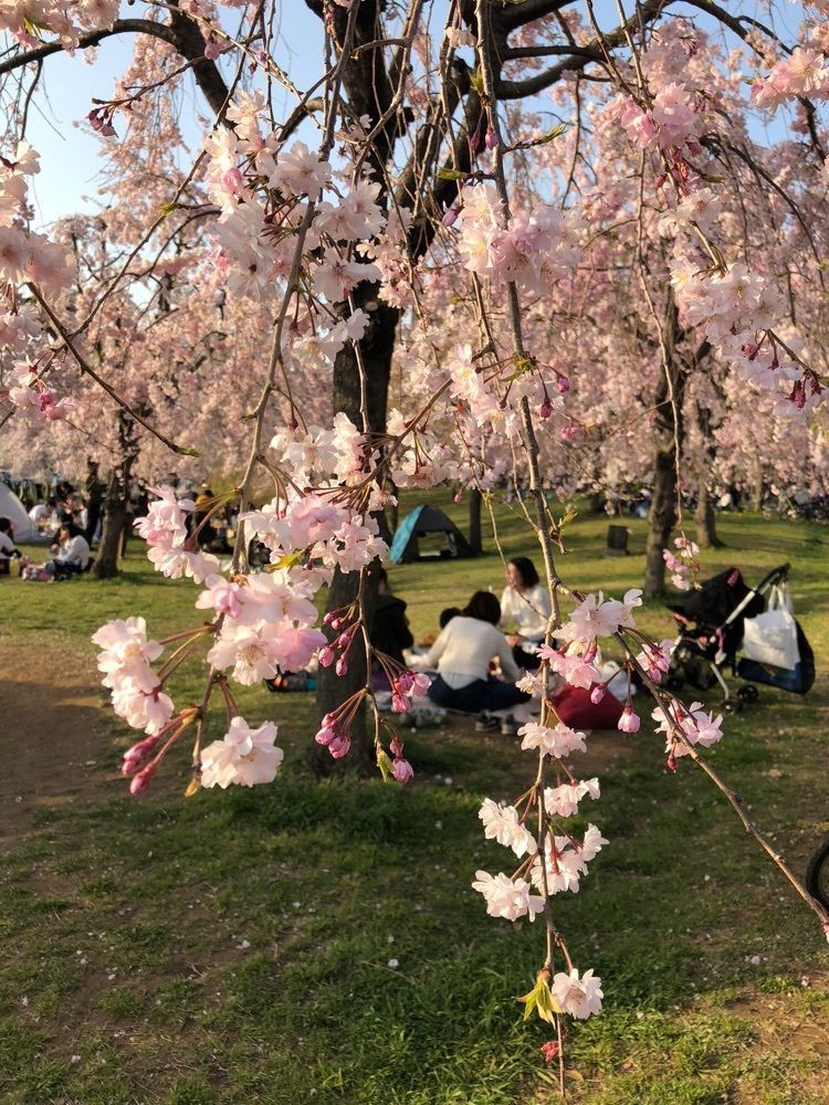 Akemiさんが投稿した都立・尾久の原公園に関する口コミの画像
