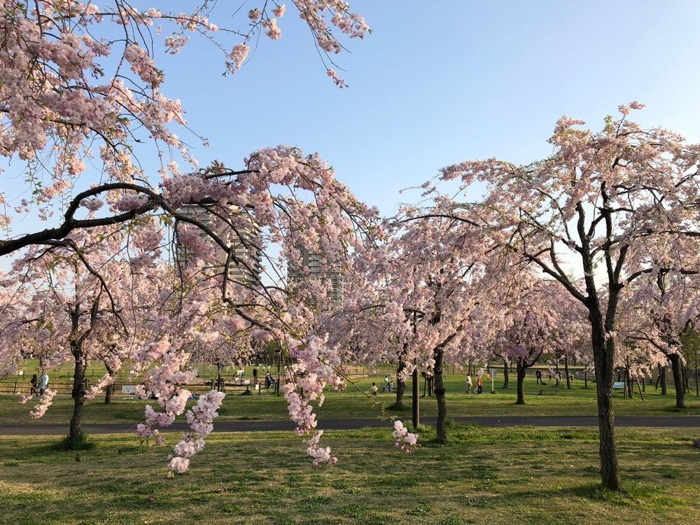 Akemiさんが投稿した都立・尾久の原公園に関する口コミの画像