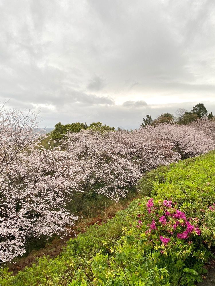 Rhapsodyさんが投稿した千巌山展望所に関する口コミの画像